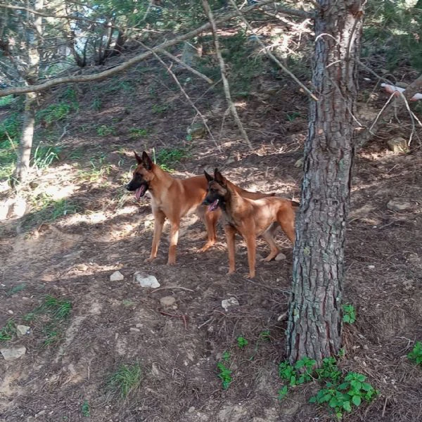 malinois cuccioli | Foto 0