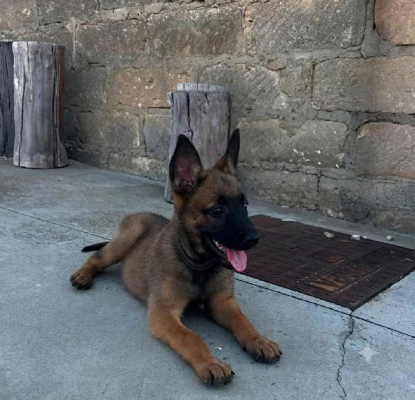 cuccioli malinois | Foto 2