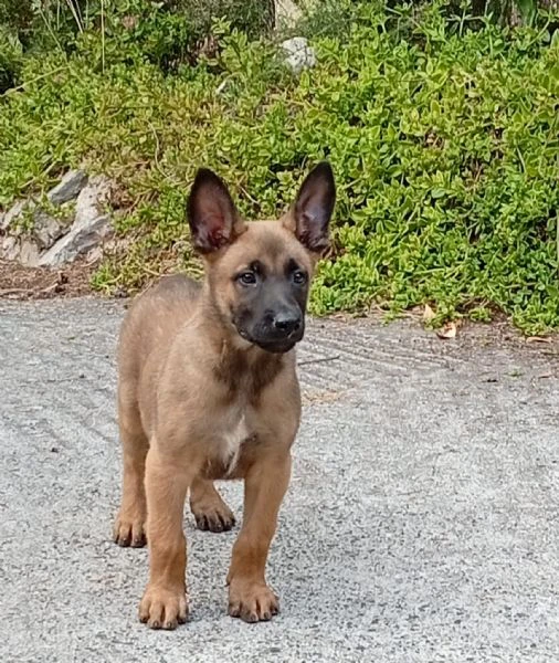 cuccioli malinois | Foto 1