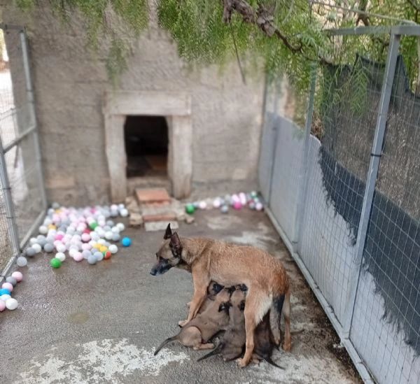 cuccioli malinois | Foto 0