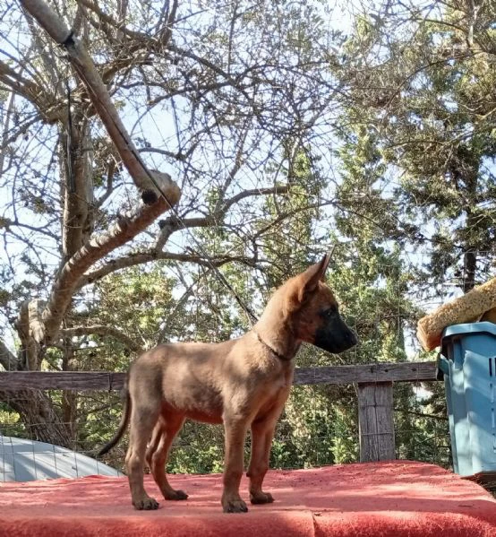 cuccioli malinois