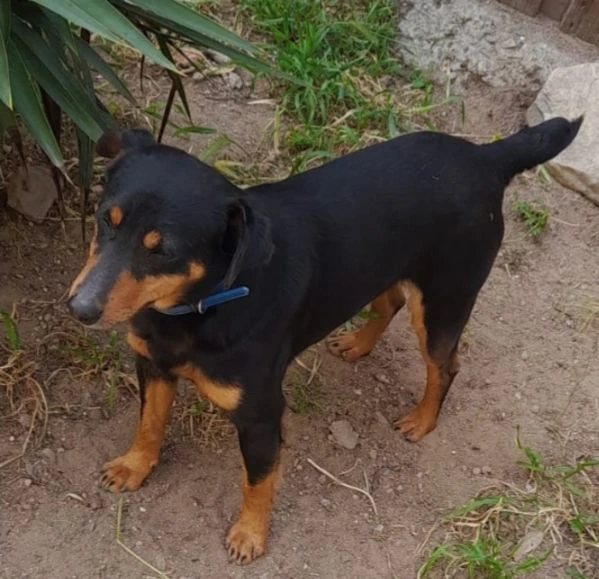 nero focato 4/5anni kg9 non trova casa!!! cagliari  | Foto 4