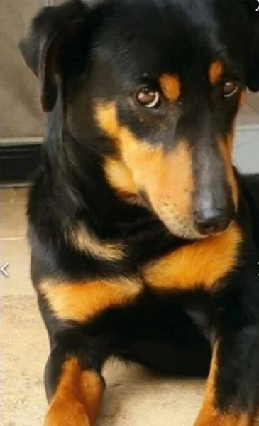 nero focato 4/5anni kg9 non trova casa!!! cagliari  | Foto 3