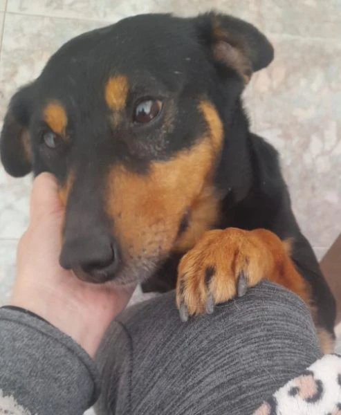 nero focato 4/5anni kg9 non trova casa!!! cagliari  | Foto 2