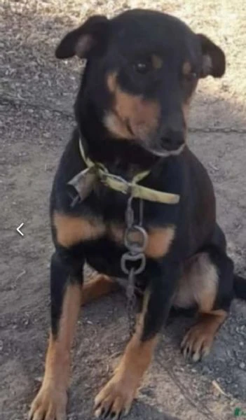 nero focato 4/5anni kg9 non trova casa!!! cagliari  | Foto 0