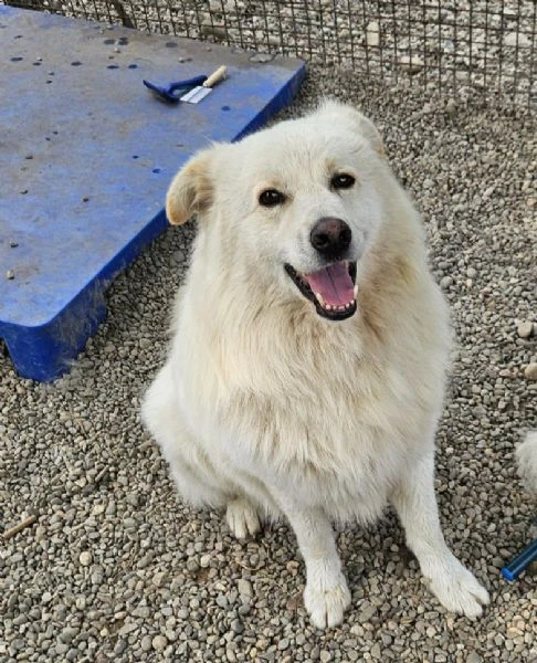 bubu quasi 4anni da 18mesi in canile! novara