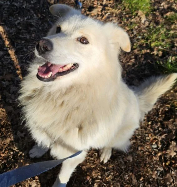 bubu quasi 4anni da 18mesi in canile! novara | Foto 6