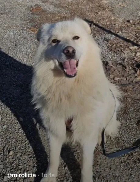bubu quasi 4anni da 18mesi in canile! novara | Foto 4