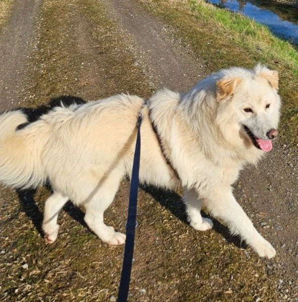 bubu quasi 4anni da 18mesi in canile! novara | Foto 3