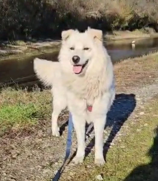 bubu quasi 4anni da 18mesi in canile! novara | Foto 2