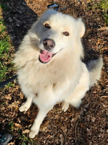 bubu quasi 4anni da 18mesi in canile! novara | Foto 1