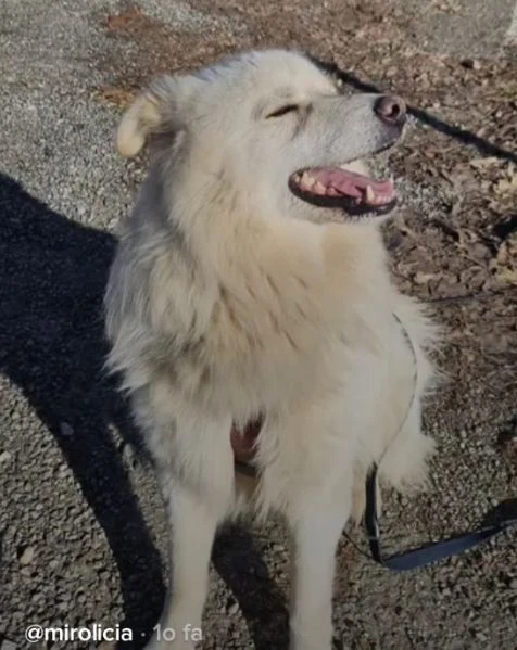 bubu quasi 4anni da 18mesi in canile! novara | Foto 0