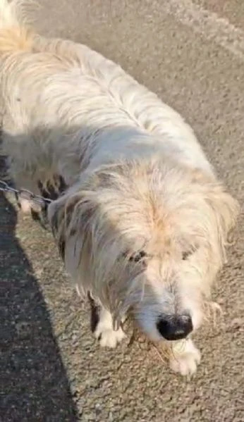 otto simil spinone 4anni salvato da 1aguzzino.novara | Foto 2