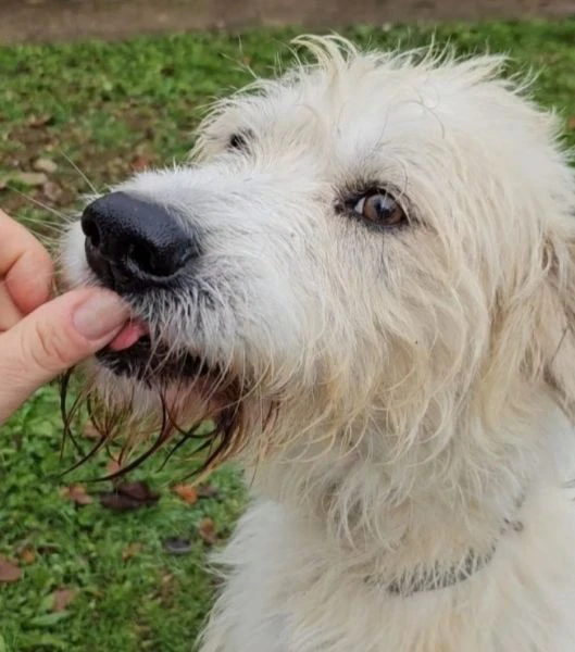 otto simil spinone 4anni salvato da 1aguzzino.novara