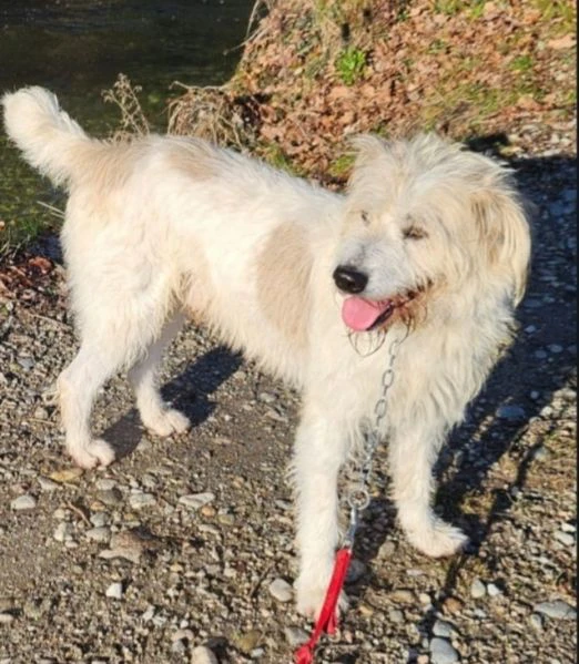 otto simil spinone 4anni salvato da 1aguzzino.novara | Foto 0