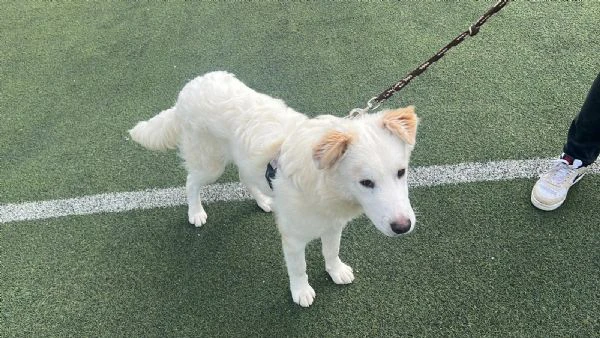 rocco 9mesi gli altri cani lo attaccano.urgente sicilia