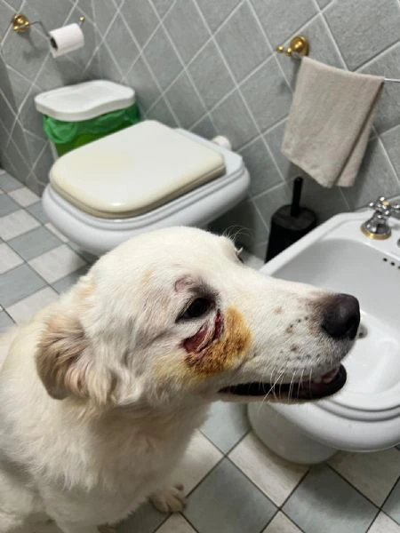 rocco 9mesi gli altri cani lo attaccano.urgente sicilia | Foto 4