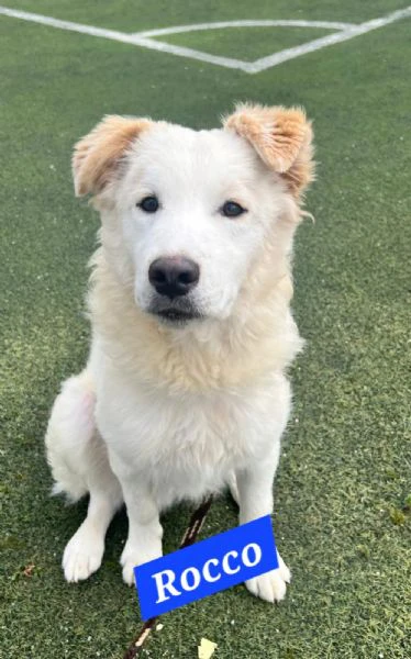 rocco 9mesi gli altri cani lo attaccano.urgente sicilia | Foto 3