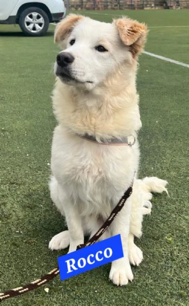 rocco 9mesi gli altri cani lo attaccano.urgente sicilia | Foto 2