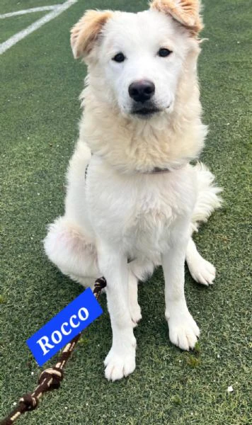 rocco 9mesi gli altri cani lo attaccano.urgente sicilia | Foto 1