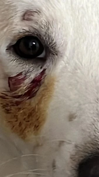 rocco 9mesi gli altri cani lo attaccano.urgente sicilia | Foto 0