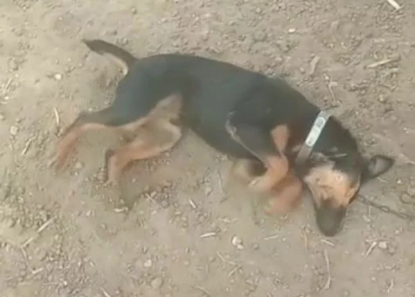 riky 4/5anni kg9 viveva a catena...cagliari sos casa  | Foto 3