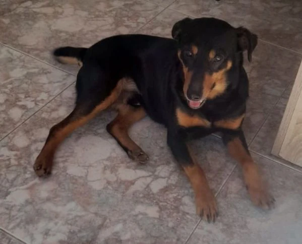 riky 4/5anni kg9 viveva a catena...cagliari sos casa 