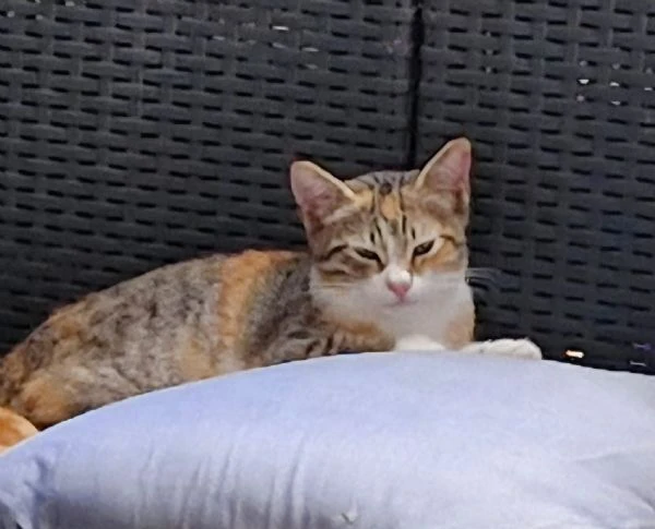 3micine tricolori 3mesi,4mesi e 5mesi voghera | Foto 1