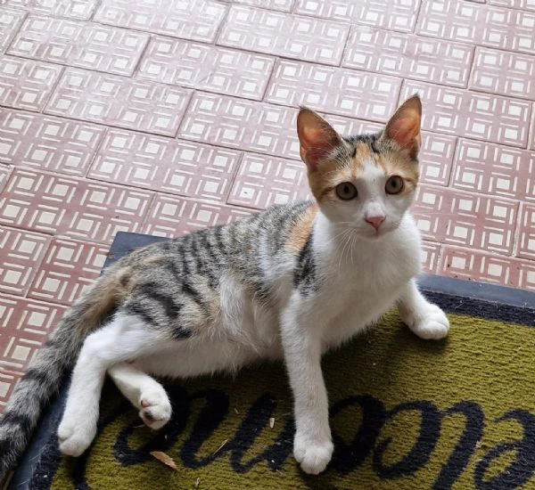 3micine tricolori 3mesi,4mesi e 5mesi voghera | Foto 0