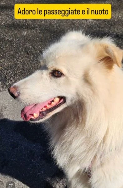 bubu  5anni dalla catena al canile. sos casa con giardino! novara | Foto 4