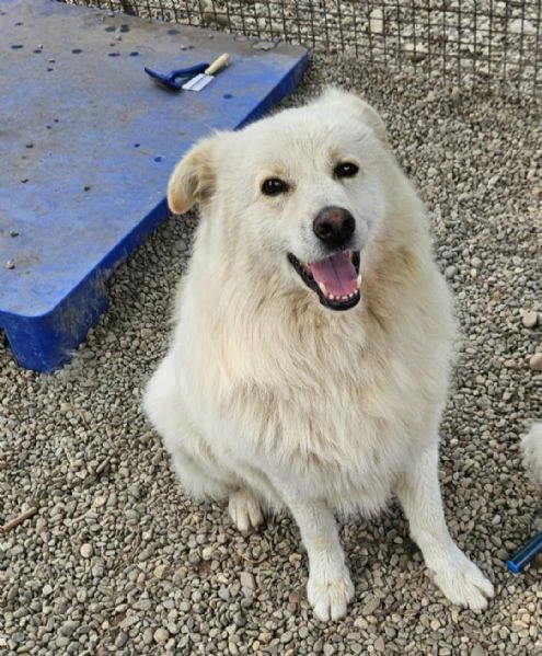 bubu  5anni dalla catena al canile. sos casa con giardino! novara