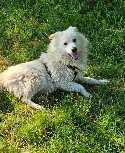 bubu 4anni tg media dalla catena al canile.novara | Foto 1