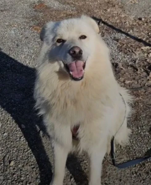 bubu 4anni tg media dalla catena al canile.novara | Foto 0