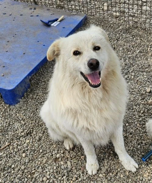 bubu 4anni tg media dalla catena al canile.novara