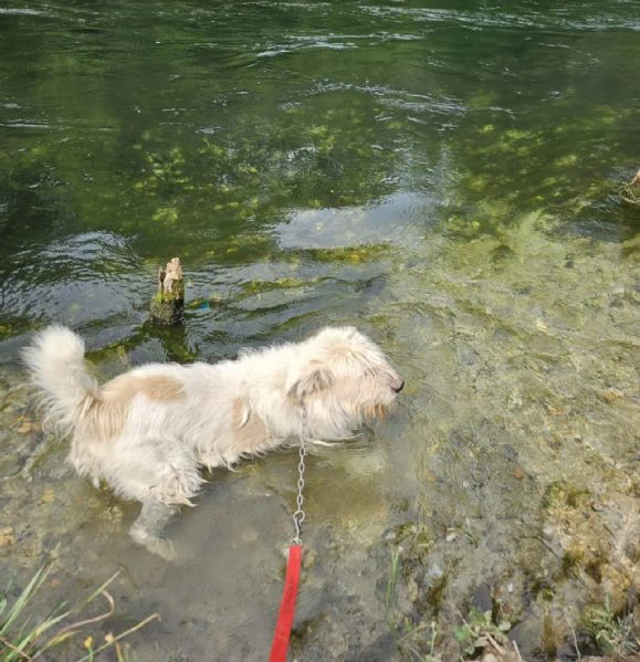 simil spinone 6anni tolto anni fa dal suo aguzzino, in canile.novara | Foto 4