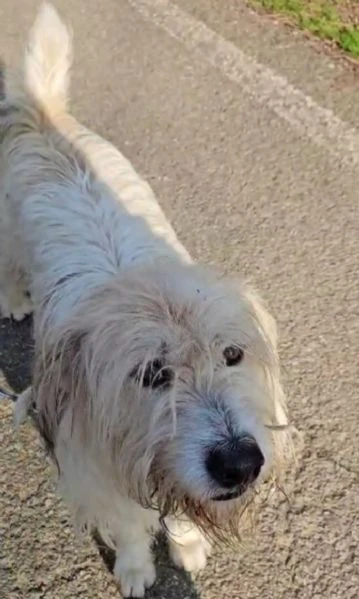 simil spinone 5anni tolto anni fa dal suo aguzzino, in canile.novara | Foto 1