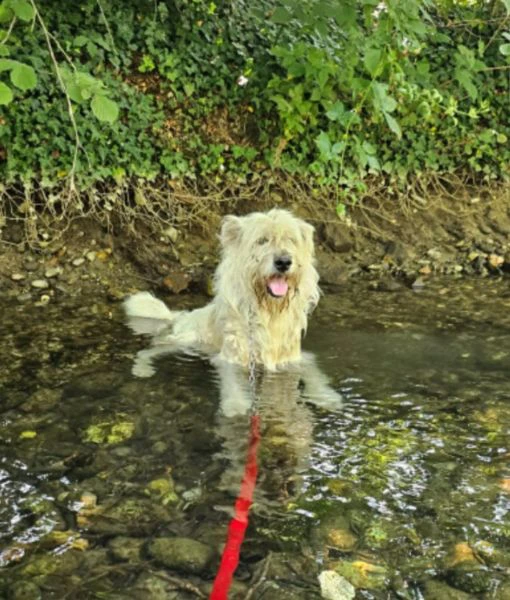 simil spinone 6anni tolto anni fa dal suo aguzzino, in canile.novara | Foto 2