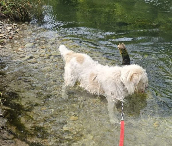 simil spinone 6anni tolto anni fa dal suo aguzzino, in canile.novara | Foto 0