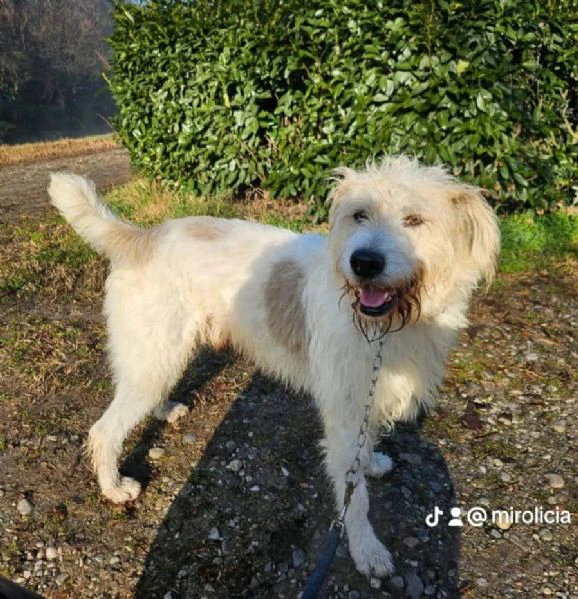 simil spinone 6anni tolto anni fa dal suo aguzzino, in canile.novara