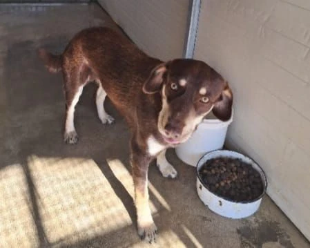 tommy 2anni nocciola/crema occhi ambra,in canile.sud | Foto 0