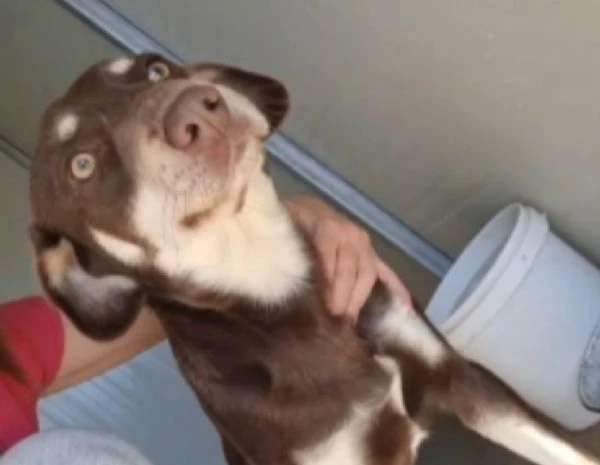 tommy 2anni e 1/2 nocciola/crema occhi ambra.sos cosenza | Foto 0