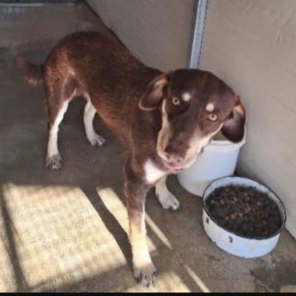 tommy 2anni e 1/2 nocciola/crema occhi ambra.sos cosenza