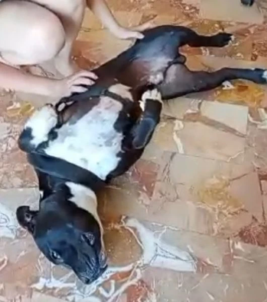 amstaff/bully 3anni 4abbandoni.super urgente miracolo.x ares! mantova | Foto 5