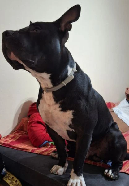 amstaff/bully 3anni 4abbandoni.super urgente miracolo.x ares! mantova | Foto 4