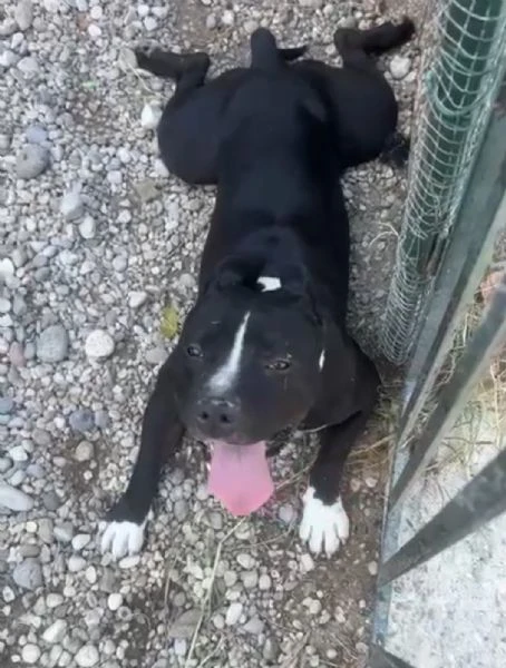 amstaff/bully 3anni 4abbandoni.super urgente miracolo.x ares! mantova | Foto 3
