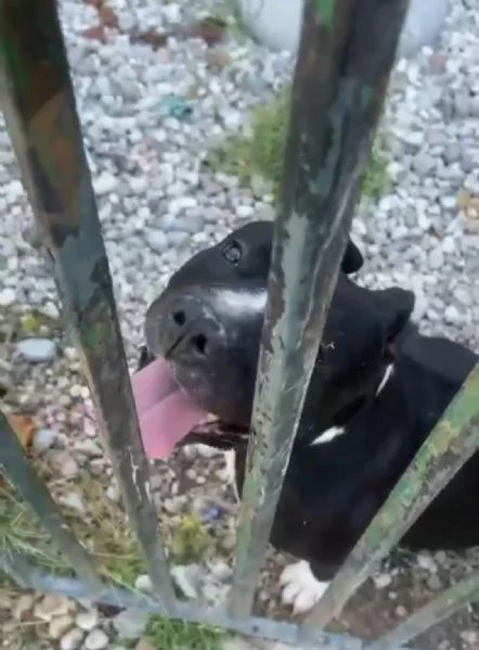 amstaff/bully 3anni 4abbandoni.super urgente miracolo.x ares! mantova | Foto 2