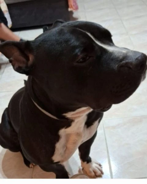 amstaff/bully 3anni 4abbandoni.super urgente miracolo.x ares! mantova