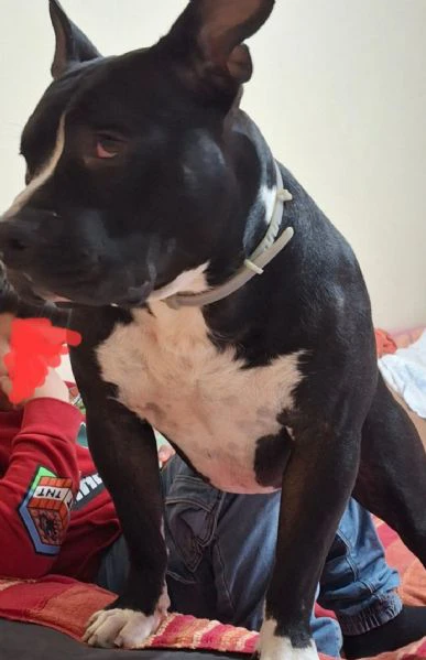 amstaff/bully 3anni 4abbandoni.super urgente miracolo.x ares! mantova | Foto 0