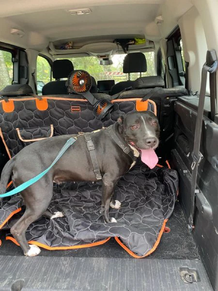 pitbull femmina 5/6anni molto buona.sos mantova | Foto 3