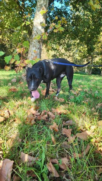 pitbull femmina 5/6anni molto buona.sos mantova | Foto 1